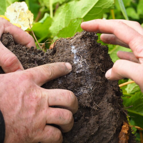 Soil Sample