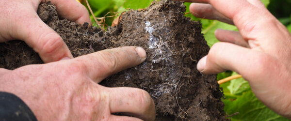 Soil Sample