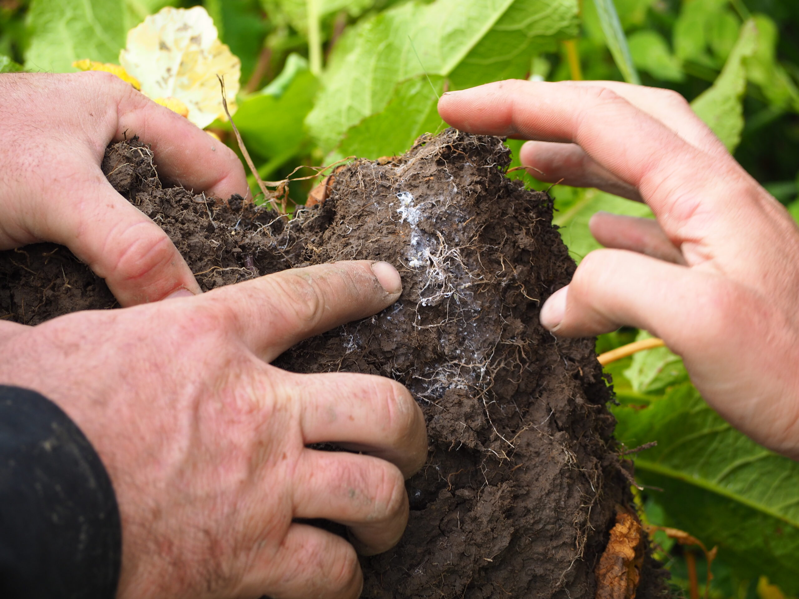 Soil Sample