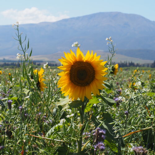 Sunflower Clareview