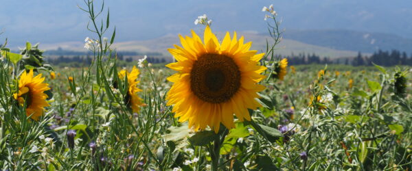 Sunflower Clareview