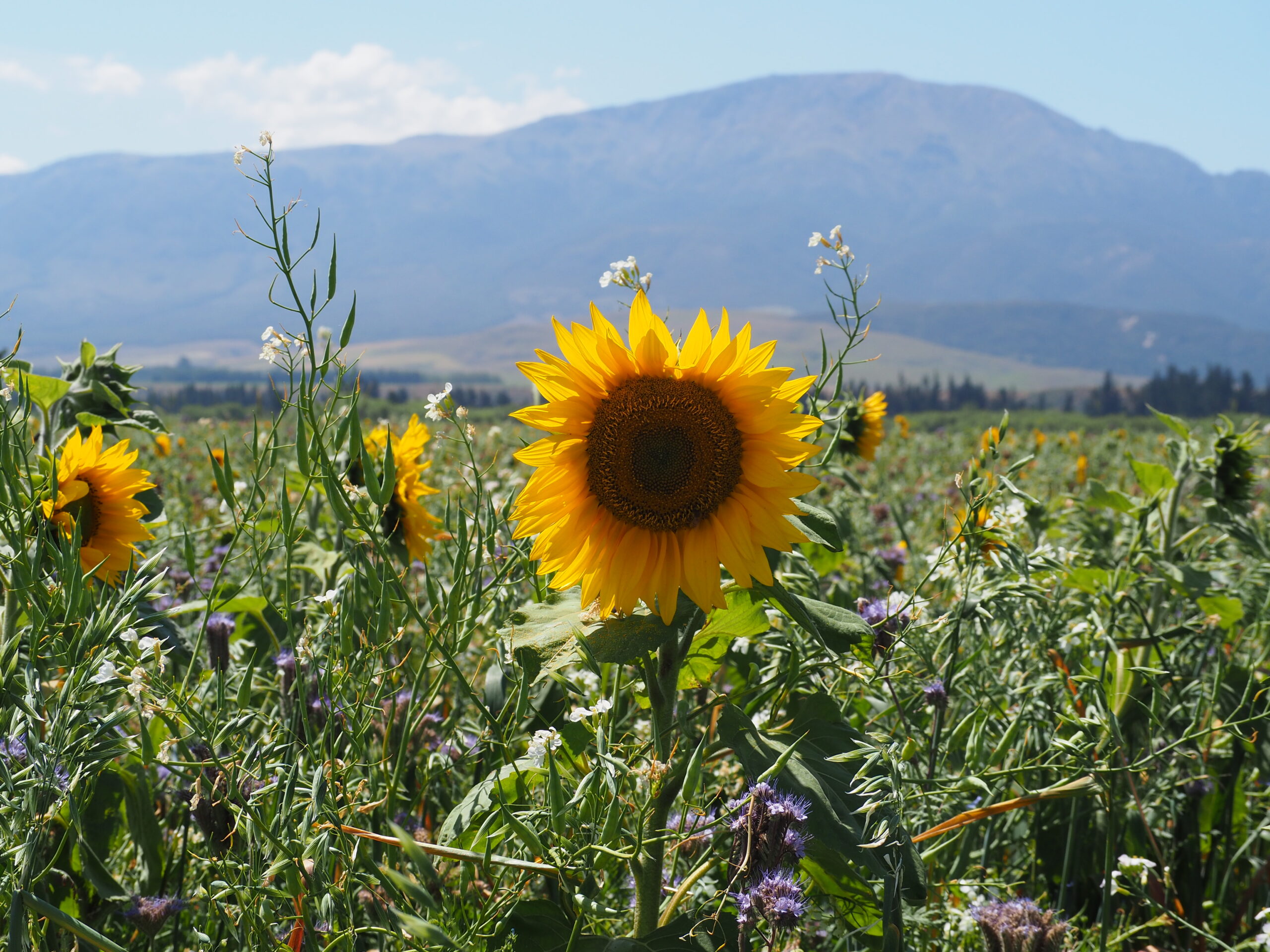 Sunflower Clareview