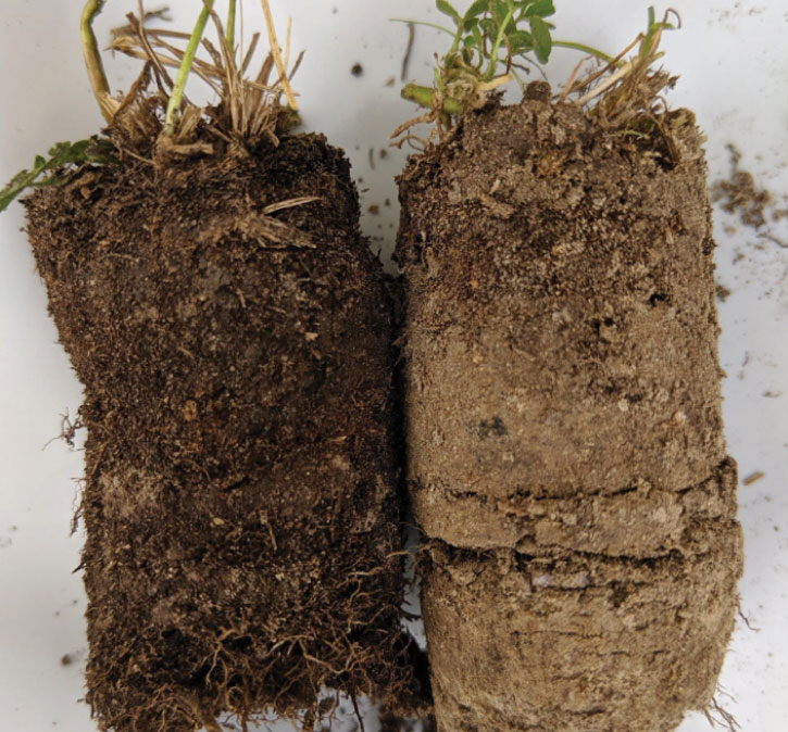 Regenerative Farming Soil Sample